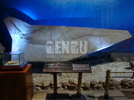 Icthyosauria Fossil