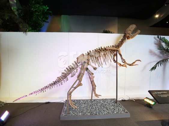 Gasosaurus Fossil
