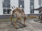 Stegosaurus Fossil