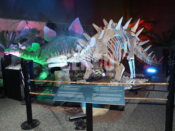 Stegosaurus Fossil