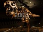 T-Rex Skeleton