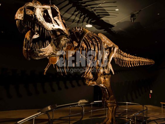 T-Rex Skeleton