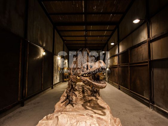 T-Rex Skeleton