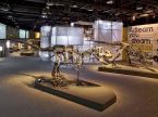 T-Rex Skeleton