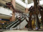 T-Rex Skeleton