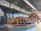 Triceratops Skeleton