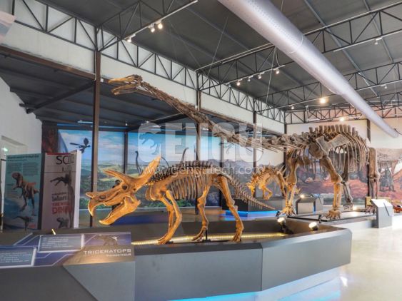 Triceratops Skeleton