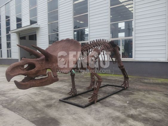 Triceratops Skeleton