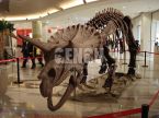 Triceratops Skeleton