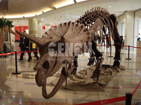 Triceratops Skeleton
