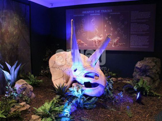Triceratops Skull