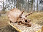 Triceratops Skull
