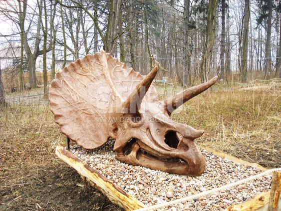 Triceratops Skull