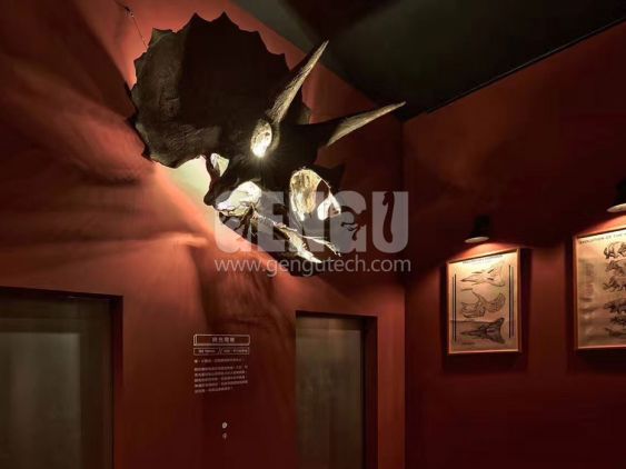 Triceratops Skull