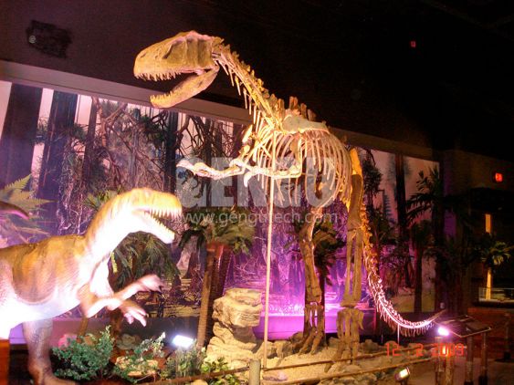 Yangchuanosaurus Fossi