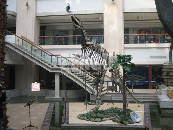 Yangchuanosaurus Fossi