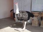 Ostrich