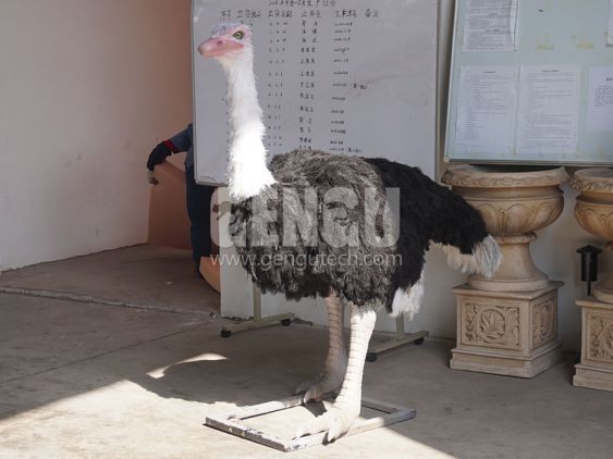 Ostrich