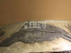 Dino Buried Statue