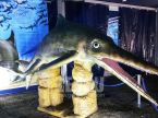 Ichthyosauria