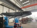 Balaenoptera
