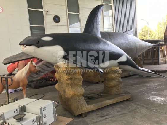 Killer whale