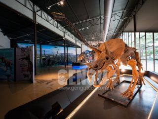 Triceratops Skeleton