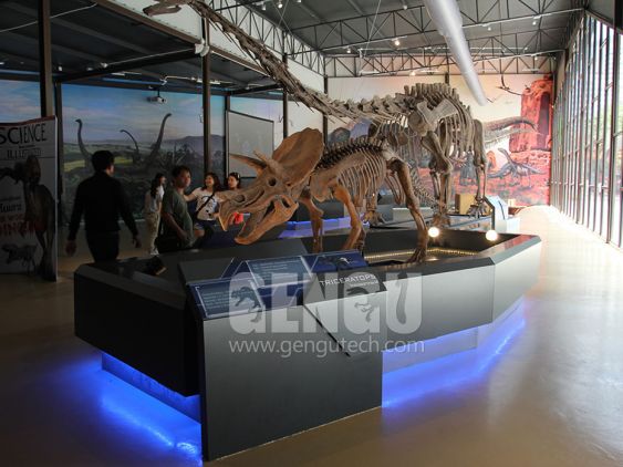 Triceratops Skeleton
