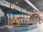 Triceratops Skeleton