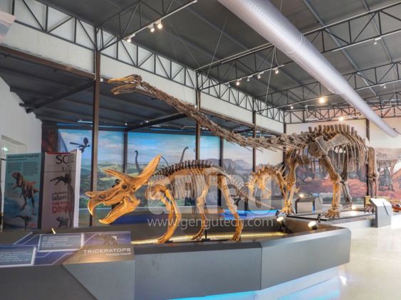 Triceratops Skeleton