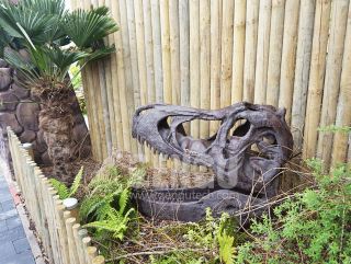 T-Rex Skull