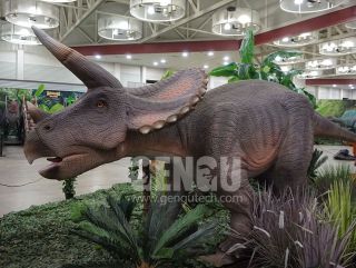 Triceratops