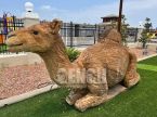Camel