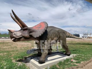 Triceratops