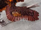 Velociraptor