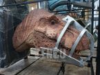 Dinosaur Head