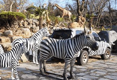 Why Do Zebras Have Black and White Stripes?