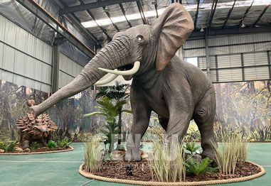 Five Interesting Facts About Elephants