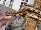 Snake
