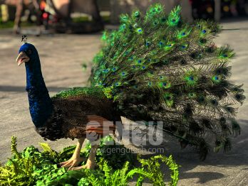 The Splendor of the Peacock: Nature's Dazzling Performer﻿