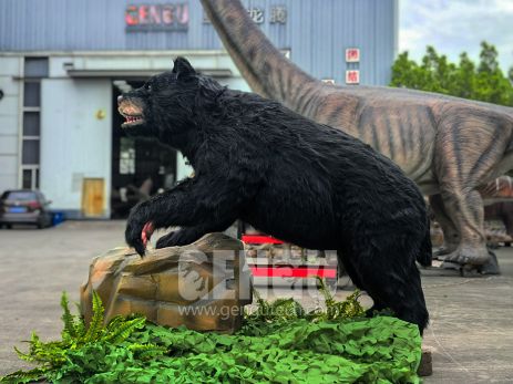 Black Bear