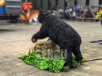 Black Bear