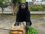 Black Bear