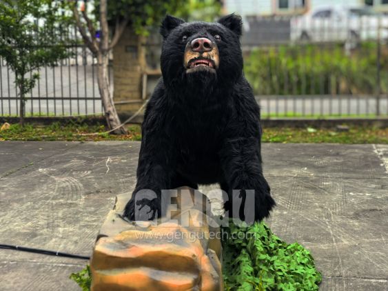 Black Bear