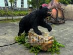 Black Bear