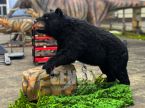 Black Bear