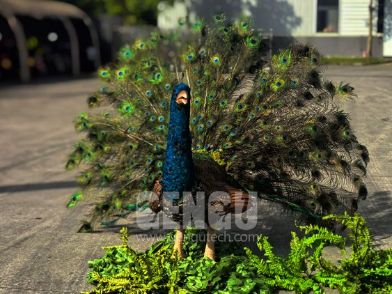Peacock