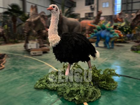 Ostrich