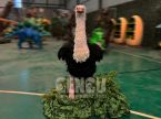 Ostrich