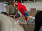 Parrot